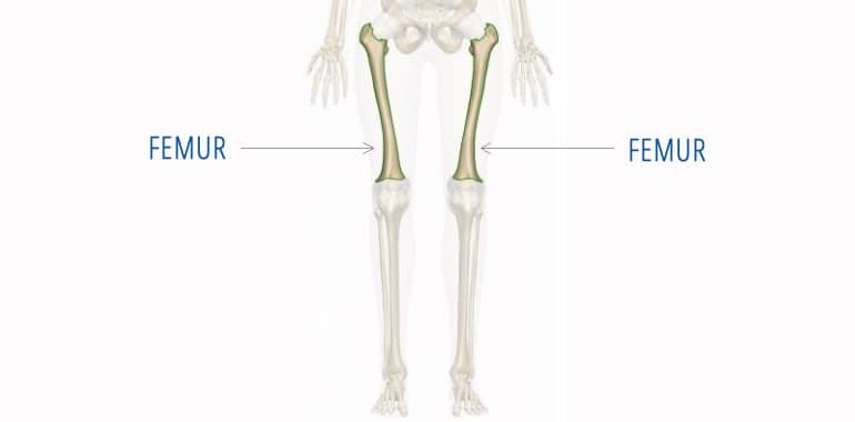 Femur